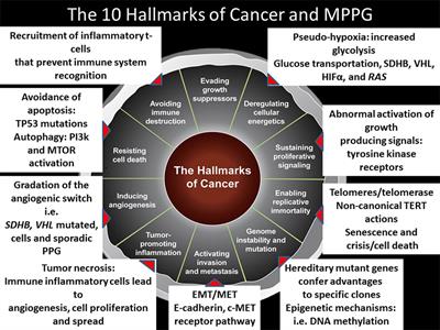 Treatment for Patients With Malignant Pheochromocytomas and Paragangliomas: A Perspective From the Hallmarks of Cancer